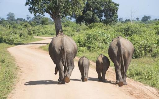 Elefantfamilj bakifrån