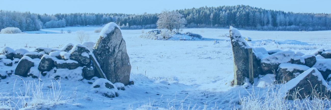 Släktträd i vinterskrud vid Erken, Roslagen