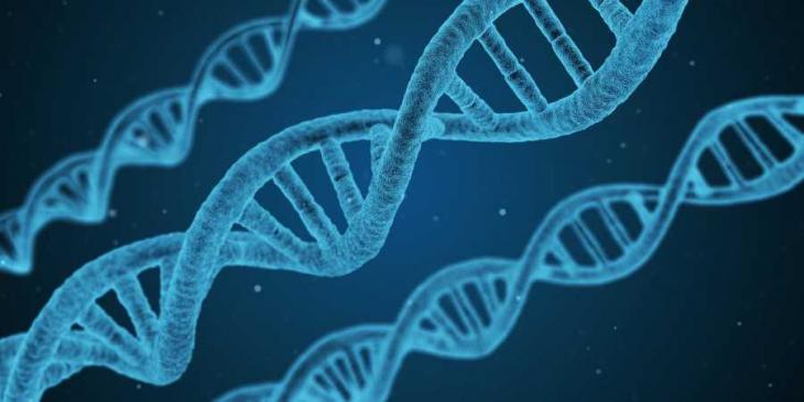 Disgen för din DNA-släktforskning